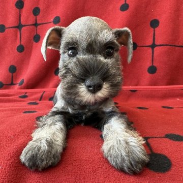 ミニチュアシュナウザー【栃木県・女の子・2025年10月24日・ソルト&ペッパー 女の子】の写真「ソルト＆ペッパー　女の子」