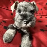 ミニチュアシュナウザー【栃木県・女の子・2025年9月13日・ソルト&ペッパー】の写真1