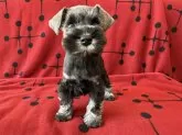 ミニチュアシュナウザー【栃木県・女の子・2025年10月24日・ソルト&ペッパー】の写真2