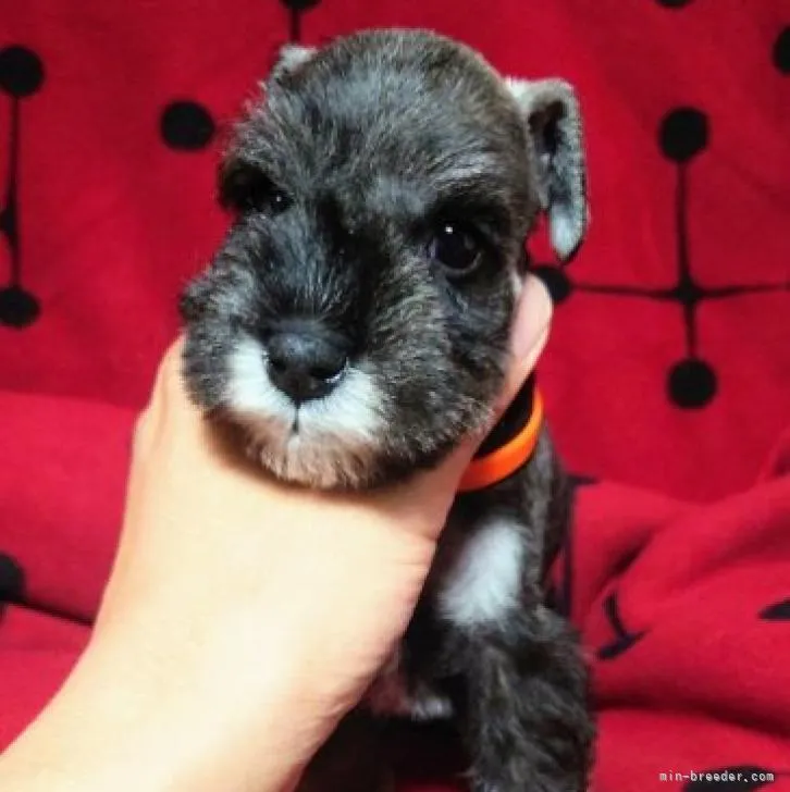 S.T 様のお迎えした子犬