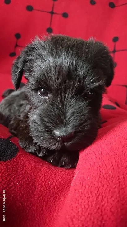 ID：1903-02614の子犬