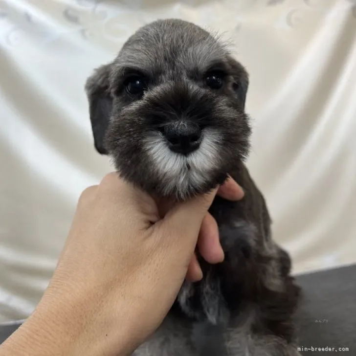 ID:2310-01472の子犬
