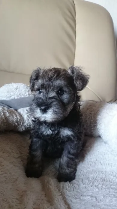ID：1502-00935の子犬