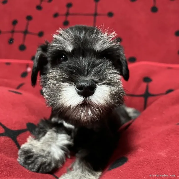 ID：2310-04601の子犬