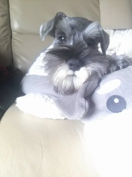 ID:1506-00053の子犬