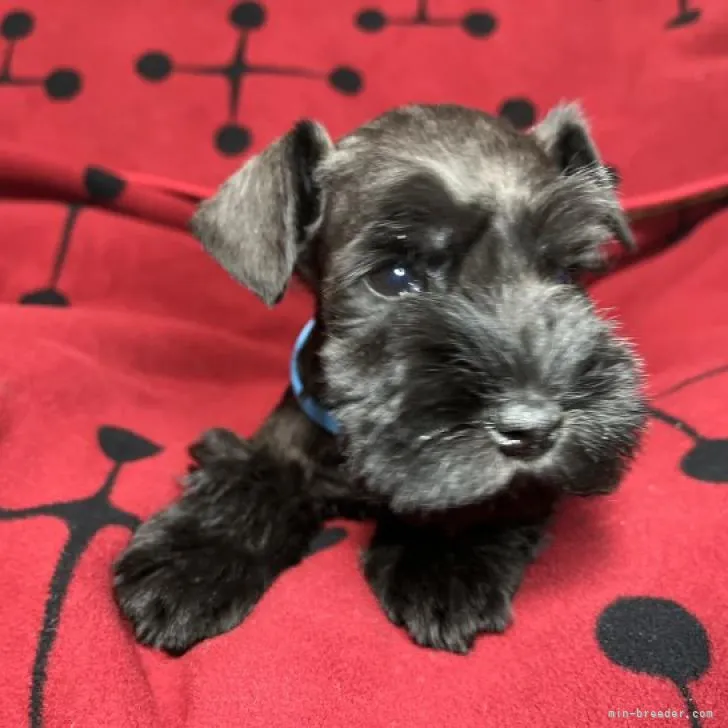ID：2212-02693の子犬