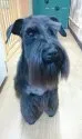 ミニチュアシュナウザー【栃木県・男の子・2019年3月7日・ブラック】の写真5「お母さん犬です」