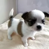チワワ(ロング)
