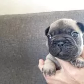 フレンチブルドッグ