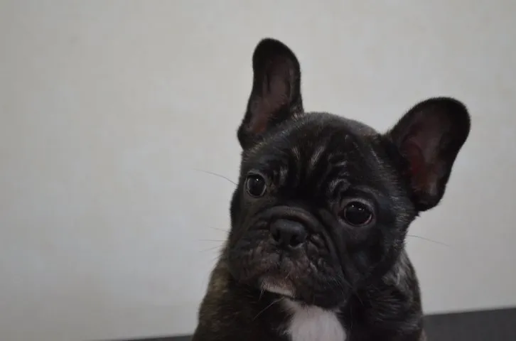 ID：1605-01602の子犬