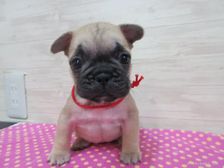 ID:1910-00001の子犬