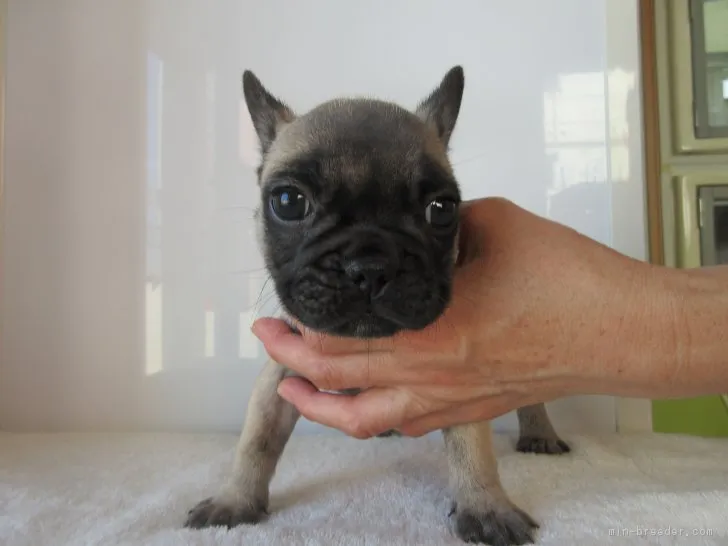 ID:1807-01045の子犬