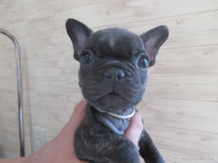 ID：1808-00921の子犬