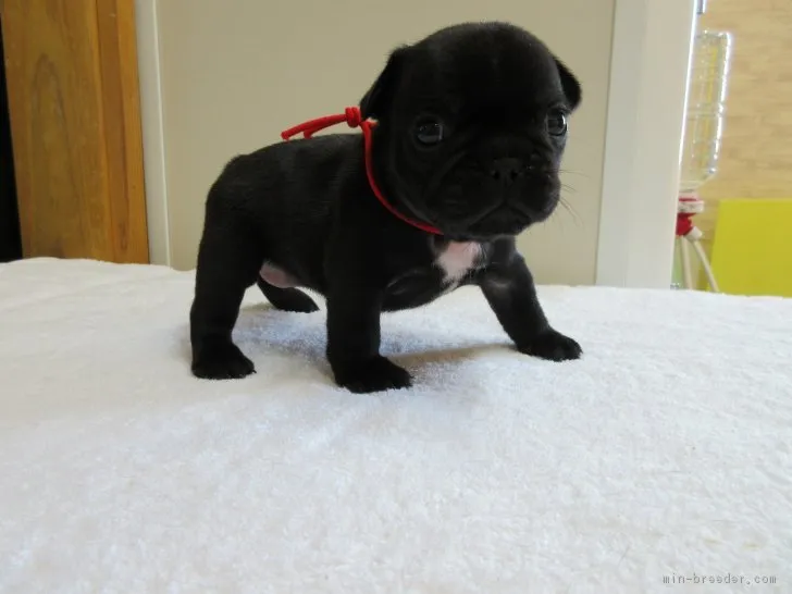 ID:1805-02299の子犬