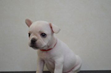 フレンチブルドッグ【福岡県・女の子・2014年7月8日・クリーム】の写真「お父さんはチャンピオンです。」