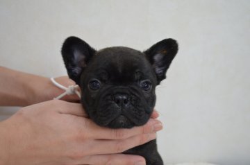 フレンチブルドッグ【福岡県・男の子・2015年10月14日・ブリンドル】の写真「お顔がかわいいです。」