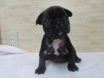 フレンチブルドッグ【福岡県・女の子・2018年11月15日・ブリンドル】の写真「かわいいです。」