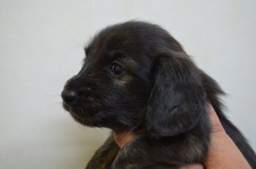 ミニチュアダックスフンド(ロング)【福岡県・男の子・2014年10月31日・ブリンドル】の写真「お顔がかわいいです。」