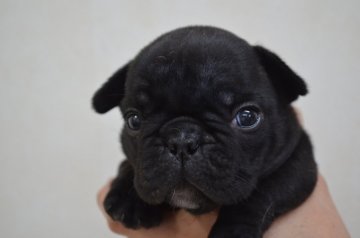 フレンチブルドッグ【福岡県・女の子・2015年11月5日・ブリンドル】の写真「お顔がとても可愛いです。」