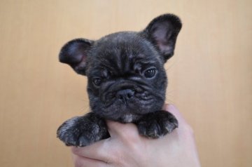 フレンチブルドッグ【福岡県・男の子・2015年7月25日・ブリンドル】の写真「お顔がかわいいです。」