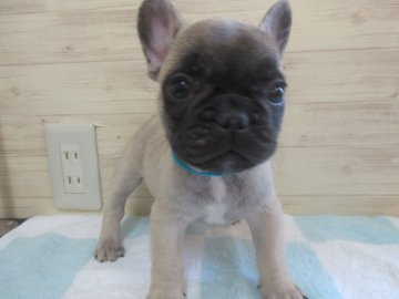 フレンチブルドッグ【福岡県・男の子・2018年11月13日・フォーン】の写真「かわいいです。」