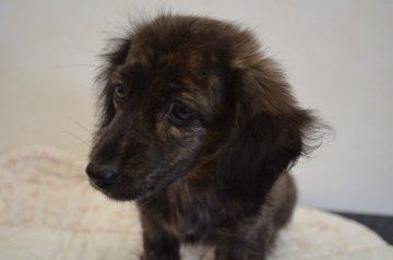 ミニチュアダックスフンド(ロング)【福岡県・女の子・2013年7月16日・ブリンドル】の写真「」