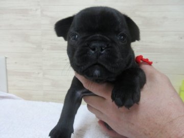 フレンチブルドッグ【福岡県・女の子・2018年11月15日・ブリンドル】の写真「かわいいです。」