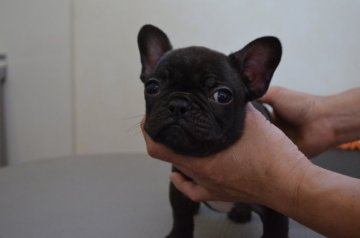 フレンチブルドッグ【福岡県・男の子・2014年7月30日・ブリンドル】の写真「お顔のかわいい子です。」