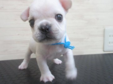 フレンチブルドッグ【福岡県・男の子・2019年5月31日・クリーム】の写真「かわいいです。」