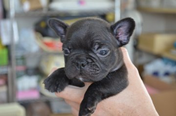 フレンチブルドッグ【福岡県・男の子・2016年11月16日・ブリンドル】の写真「かわいいです。」