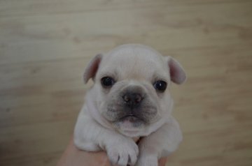 フレンチブルドッグ【福岡県・女の子・2018年9月15日・クリーム】の写真「かわいいです。」
