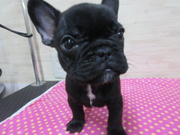 フレンチブルドッグ【福岡県・男の子・2019年8月5日・ブリンドル】の写真「かわいいです。」