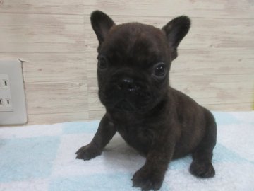 フレンチブルドッグ【福岡県・男の子・2019年10月29日・ブリンドル】の写真「かわいいです。」