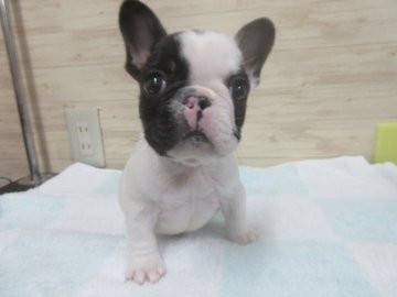 フレンチブルドッグ【福岡県・男の子・2019年6月19日・パイド】の写真「かわいいです。」