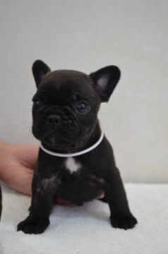 フレンチブルドッグ【福岡県・男の子・2016年6月11日・ブリンドル】の写真「お顔がかわいいです。」