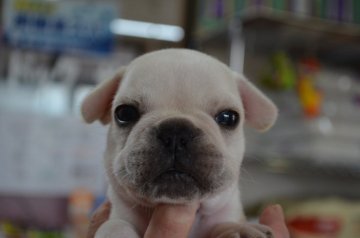 フレンチブルドッグ【福岡県・男の子・2017年5月30日・クリーム】の写真「お顔がかわいいです。」