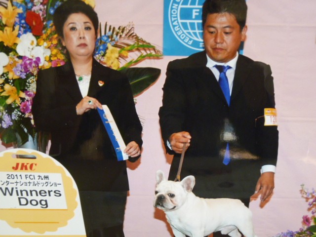 古藤　貴子(ことう　たかこ)ブリーダー(福岡県・フレンチブルドッグなど・JKC登録)の紹介写真2