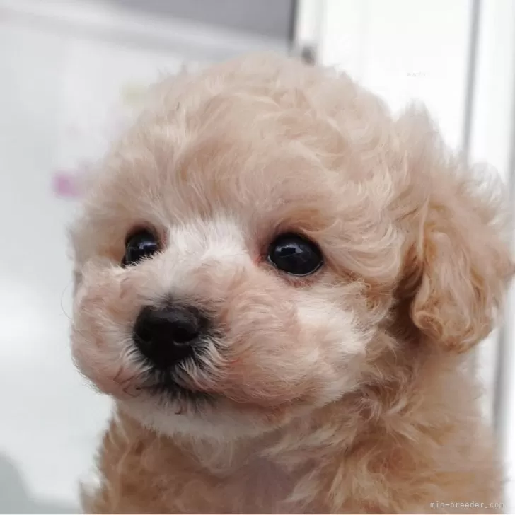 ID:2505-00523の子犬