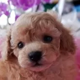 タイニープードル【兵庫県・男の子・2024年11月17日・アプリコット】の写真1「おめめクリックリの小さな可愛い子❤♪」