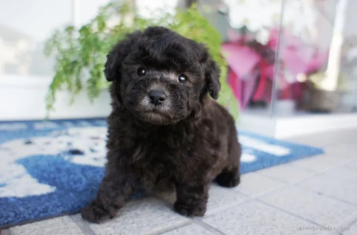 ID:1810-01535の子犬