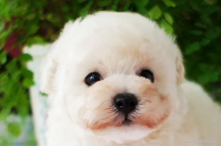 ベリーくんのママ 様のお迎えした子犬