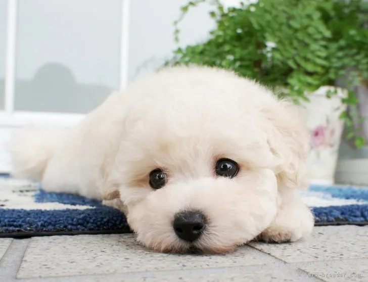ID:1803-00309の子犬