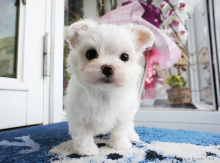 ID：1911-01242の子犬