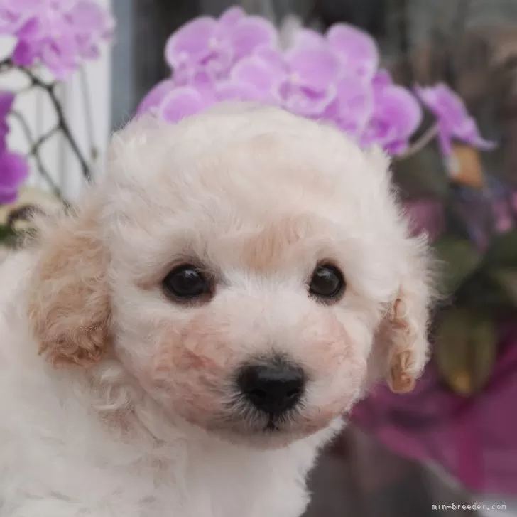 ID:2410-01197の子犬