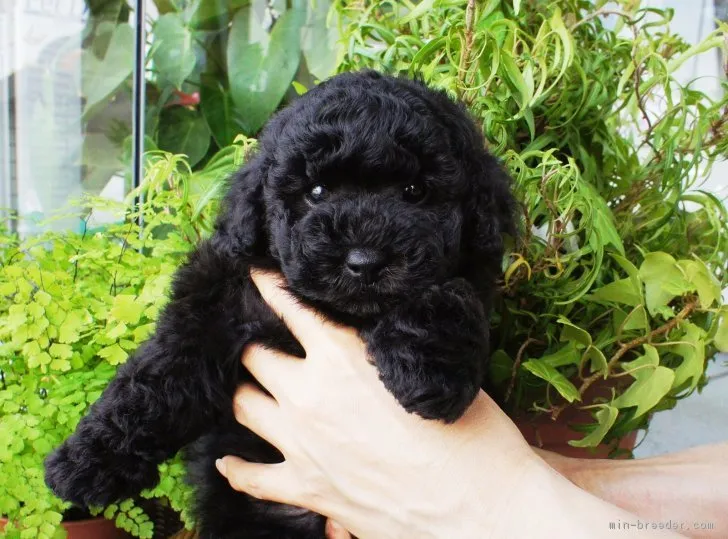 ID：1612-01707の子犬