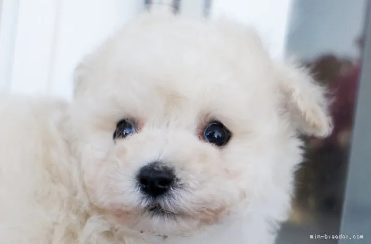 なるうるまる 様のお迎えした子犬