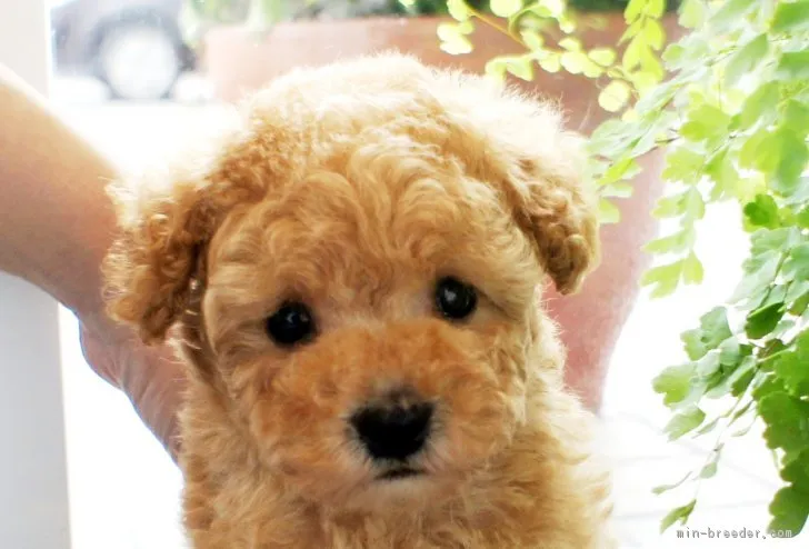 ID:1712-02526の子犬