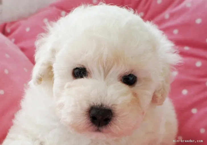 ID:1705-00611の子犬