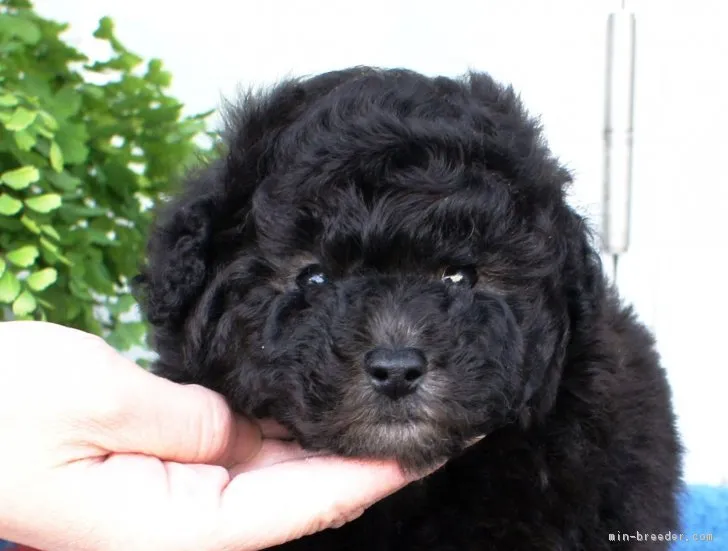 ダイちゃん 様のお迎えした子犬