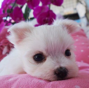 マルチーズ【兵庫県・女の子・2023年6月19日・ホワイト】の写真「おめめクリックリの小ぶりのプリンセスちゃん❤」